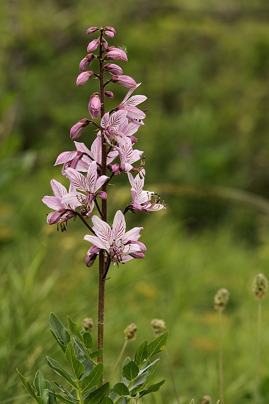 jasenec biely Dictamnus albus L.