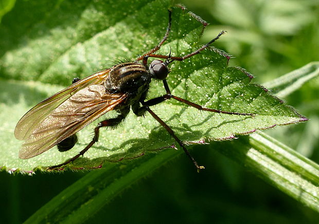 krúživka obyčajná Empis tessellata Fabricius, 1794