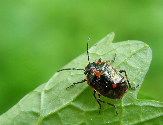 bzdocha kapustová Eurydema oleracea