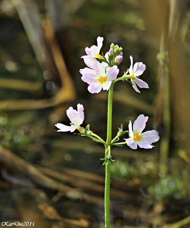 perutník močiarny Hottonia palustris L.