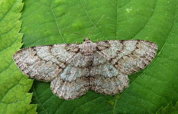 kôrovka ovocná  Hypomecis punctinalis