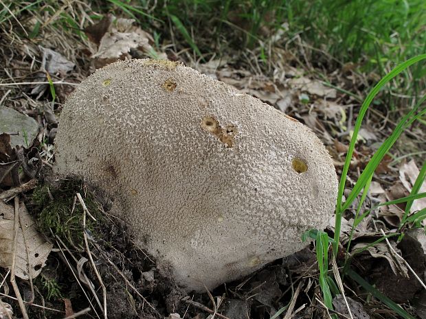 rozpadavec dlabaný Lycoperdon utriforme Bull.