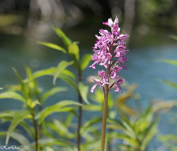 vstavač vojenský Orchis militaris L.