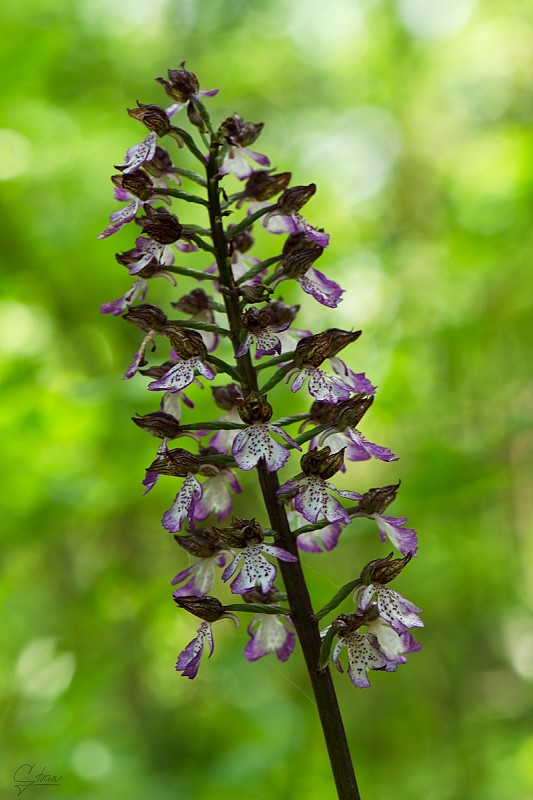 vstavač purpurový Orchis purpurea Huds.