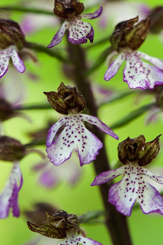 vstavač purpurový Orchis purpurea Huds.