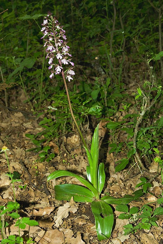 vstavač purpurový Orchis purpurea Huds.