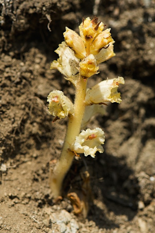 záraza biela Orobanche alba Willd.