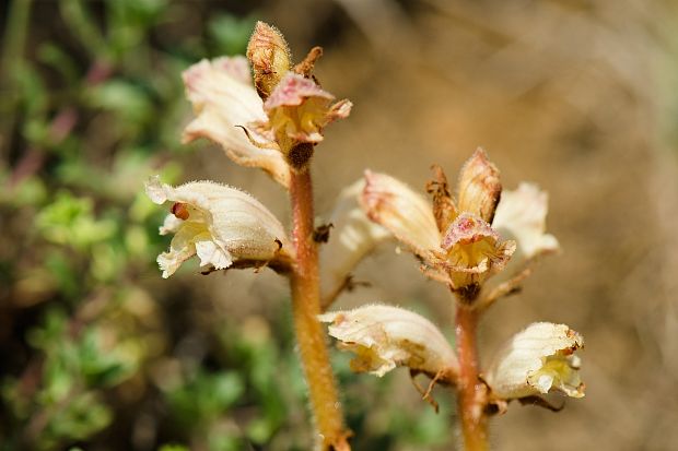 záraza biela Orobanche alba Willd.