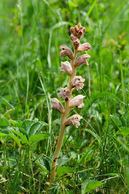 záraza obyčajná Orobanche caryophyllacea Sm.