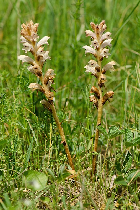 záraza obyčajná Orobanche caryophyllacea Sm.