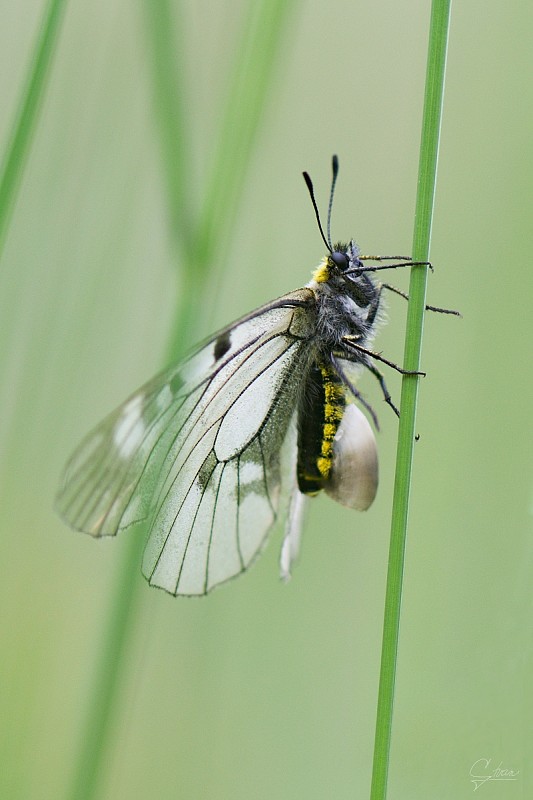 jasoň chochlačkový Parnassius mnemosyne (Linnaeus, 1758)