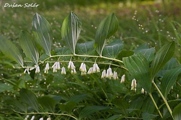 kokorík mnohokvetý Polygonatum multiflorum (L.) All.