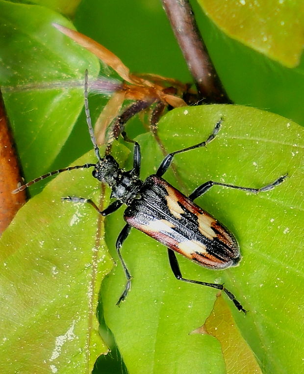 fúzač  Rhagium bifasciatum