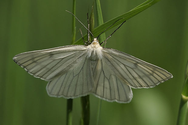 piadivka žilkovaná Siona lineata