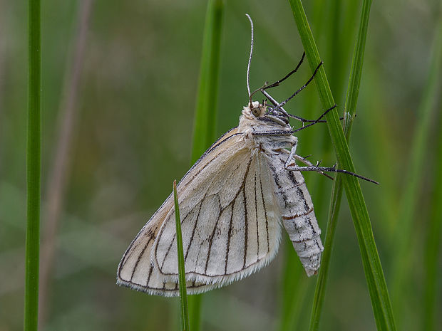 piadivka žilkovaná  Siona lineata