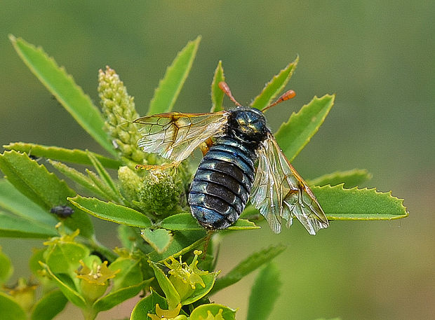 kyjačka chrastavcová Abia sericea (Hym., Cimbicidae).