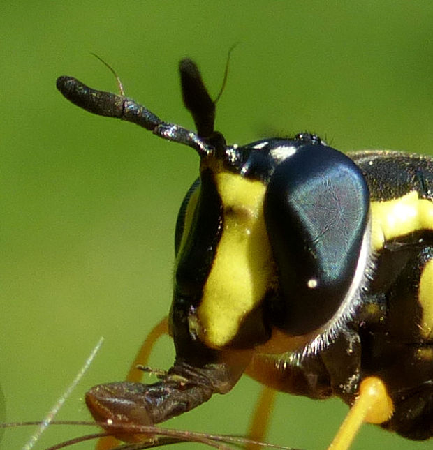 detail Chrysotoxum vernale