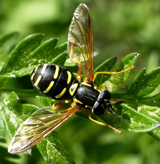 pestrica Chrysotoxum vernale