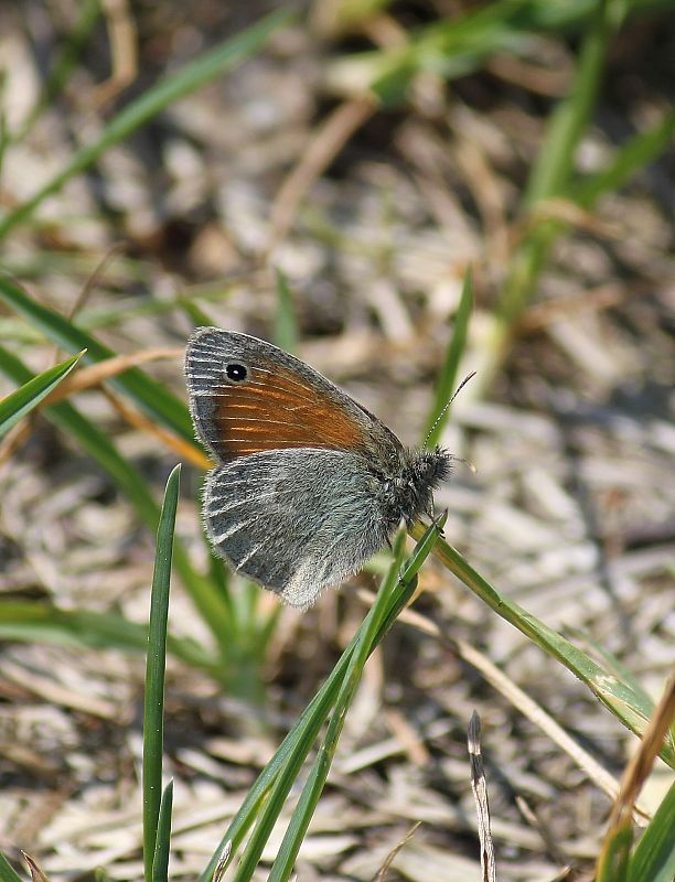 očkáň pohánkový  Coenonympha pamphilus