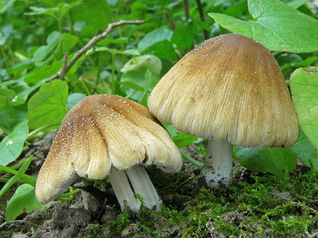 hnojník Coprinellus sp.