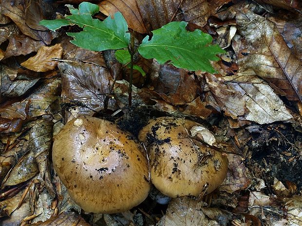 pavučinovec kožovobledý Cortinarius alutaceopallens (Rob. Henry) Bidaud