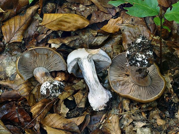 pavučinovec kožovobledý Cortinarius alutaceopallens (Rob. Henry) Bidaud