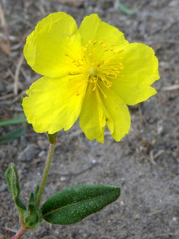 devätorník veľkokvetý tmavý Helianthemum grandiflorum subsp. obscurum (Pers. ex Wahlenb.) Holub