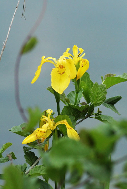 kosatec žltý Iris pseudacorus L.