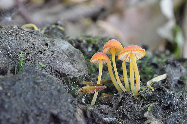 prilbička Mycena sp.