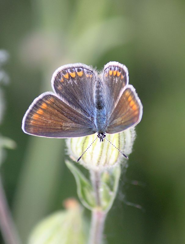 modráčik obyčajný  Polyommatus icarus