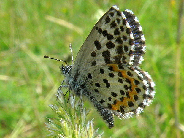 modráčik rozchodníkový  Scolitantides orion   Pallas, 1771