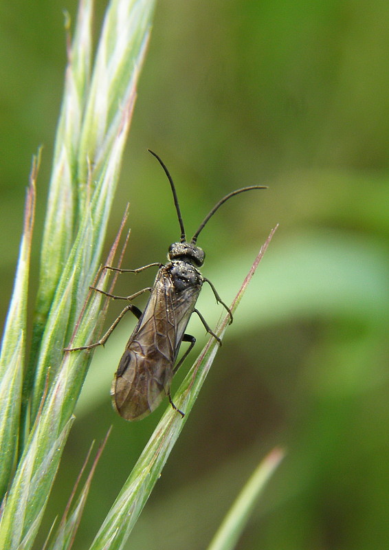 pilatka Tenthredinidae sp