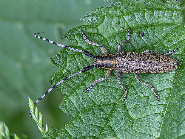 vrzúnik úzkoštíty  Agapanthia villosoviridescens