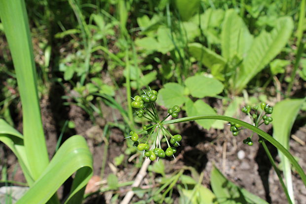 cesnak medvedí Allium ursinum L.