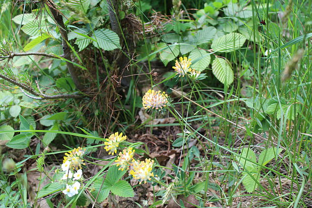 bôľhoj lekársky Anthyllis vulneraria L.