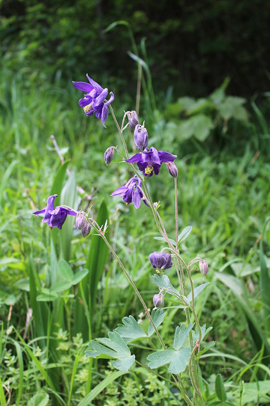 orlíček obyčajný Aquilegia vulgaris L.