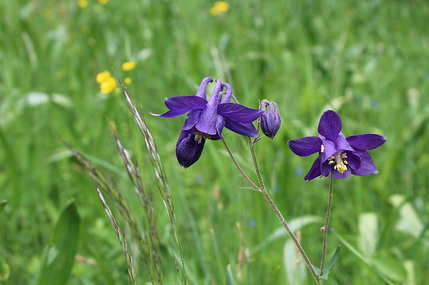 orlíček obyčajný Aquilegia vulgaris L.