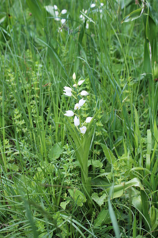 prilbovka dlholistá Cephalanthera longifolia (L.) Fritsch