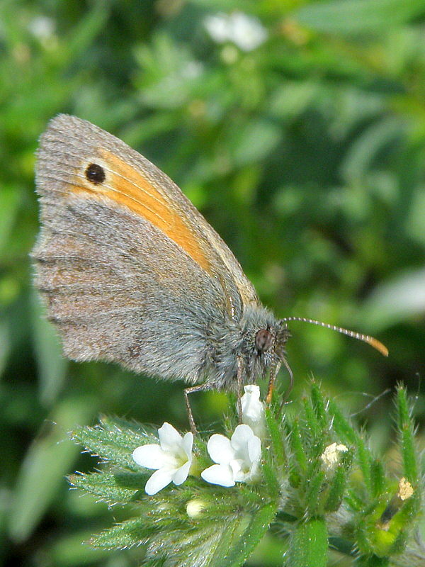 očkáň pohánkový  Coenonympha pamphilus