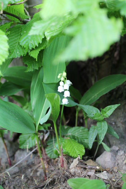 konvalinka voňavá Convallaria majalis L.