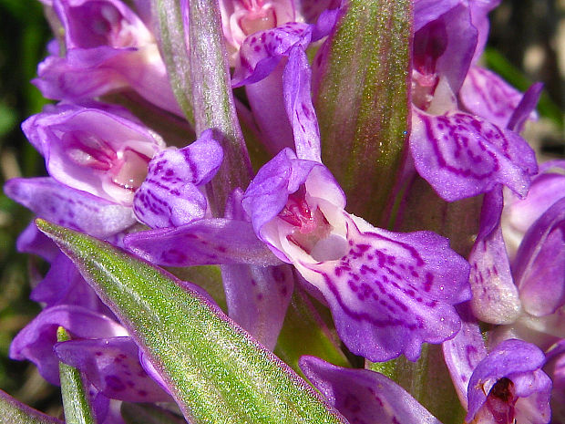 vstavačovec strmolistý pravý Dactylorhiza incarnata subsp. incarnata (L.) Soó