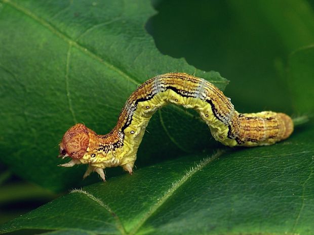 piadivka zimná (sk) / tmavoskvrnáč zhoubný (cz) Erannis defoliaria Clerck, 1759