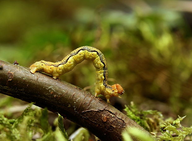 piadivka zimná Erannis defoliaria