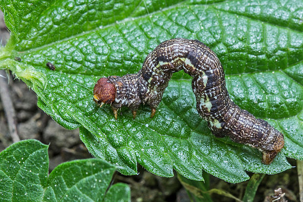 piadivka zimná  Erannis defoliaria