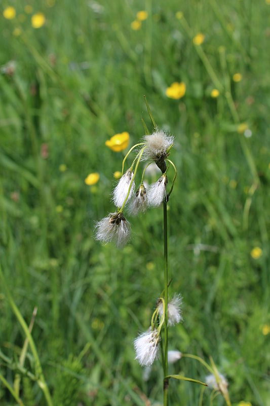 páperník úzkolistý Eriophorum angustifolium Honck.