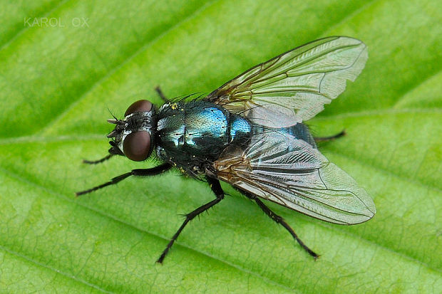 mucha Eudasyphora cyanella