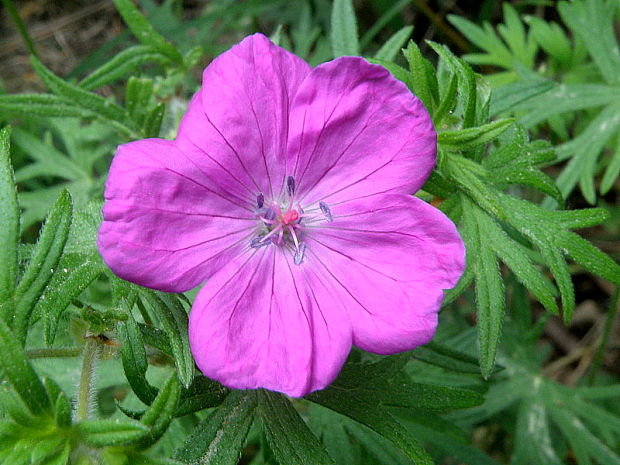 pakost krvavý Geranium sanguineum L.