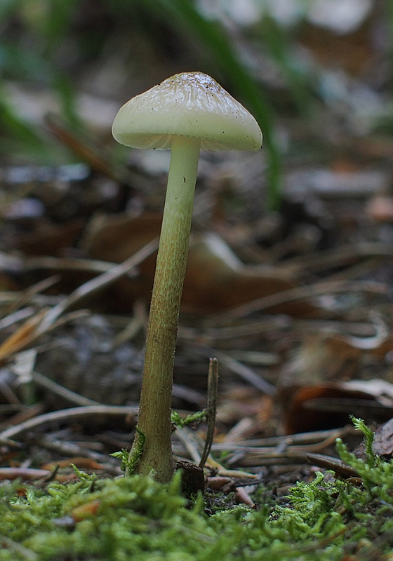 sliznačka koreňujúca Hymenopellis radicata (Relhan) R.H. Petersen