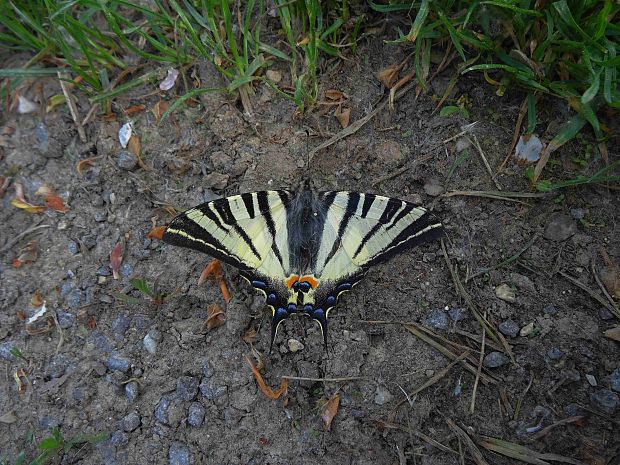 vidlochvost ovocný Iphiclides podalirius