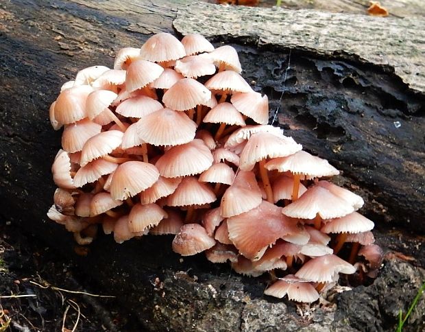 prilbička žltohlúbiková Mycena renati Quél.